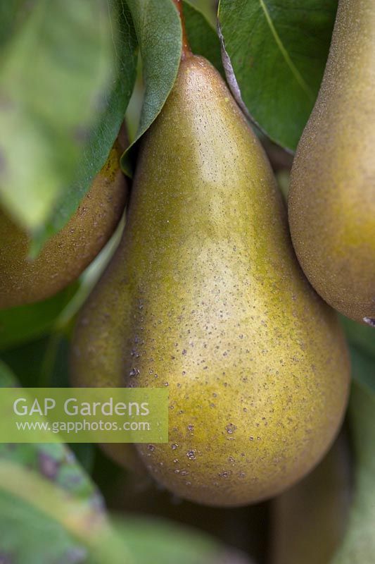 Pyrus communis 'Doyenne du Comice' - Pear - fruit on the tree
