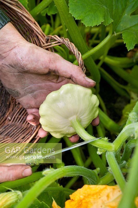 Gardener harvesting a Pattypan Squash using a knife.