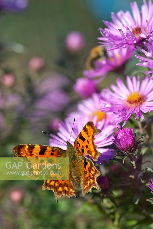 A Comma - Polygonia c-album - Butterfly feeds on Aster novae-angliae flowers