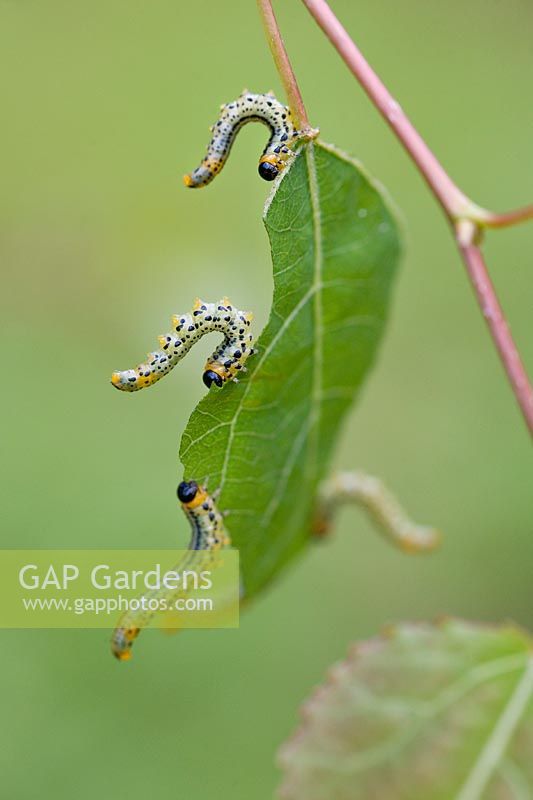 Populus tremuloides - Quaking aspen foliage with sawfly caterpillars
