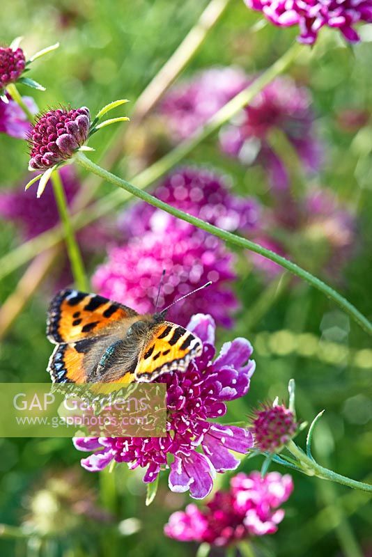 Aglais urticae - Small tortoiseshell butterfly on Scabious 'Beaujolais Bonnets' 