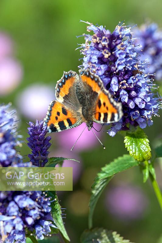 Agastache with small Tortoiseshell butterfly - Aglais urticae