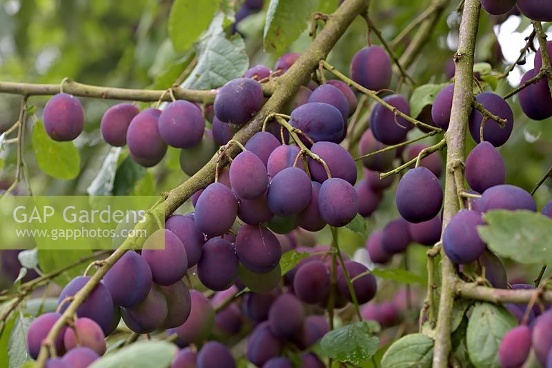 Prunus insititia 'Merryweather Damson' a heavy crop almost ripe