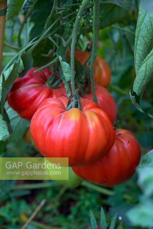 Solanum lycopersicum 'Beefmaster' - Beefsteak Tomato 