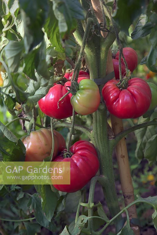 Solanum lycopersicum 'Caspian Pink' - Beefsteak Tomato - ripe fruit on plant
