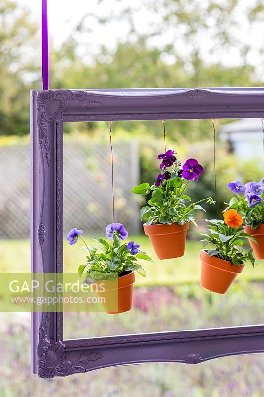 Painted purple picture frame with suspended pots of Violas 