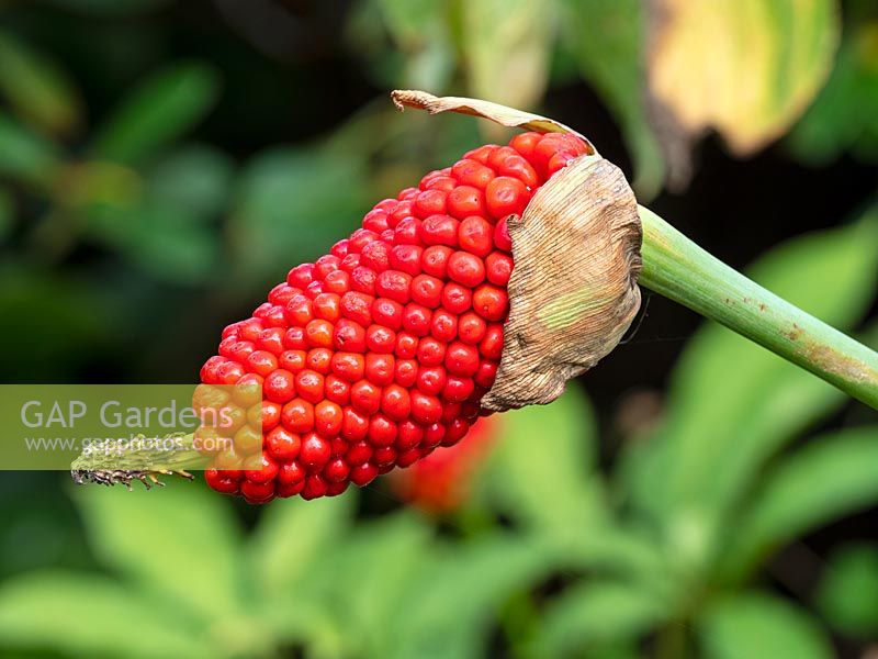 Arisaema tortuosum - Whipcord cobra lily berries 