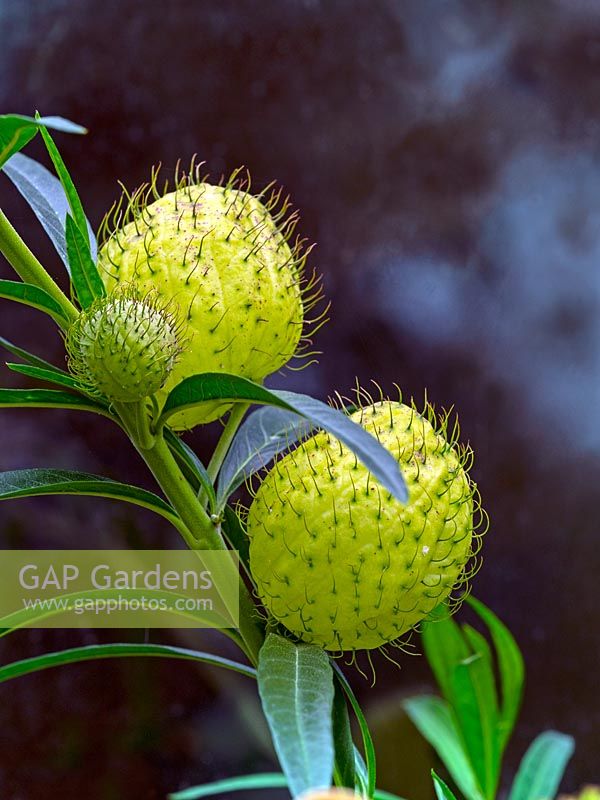 Gomphocarpus physocarpus - Hairy Balls, Balloonplant, Balloon Cotton-bush, Bishop's Balls, Nailhead, or Swan Plant