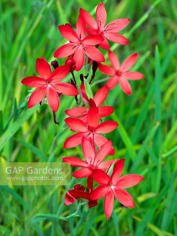 Hesperantha coccinea 'Salmon Charm' - Crimson Flag Lily 