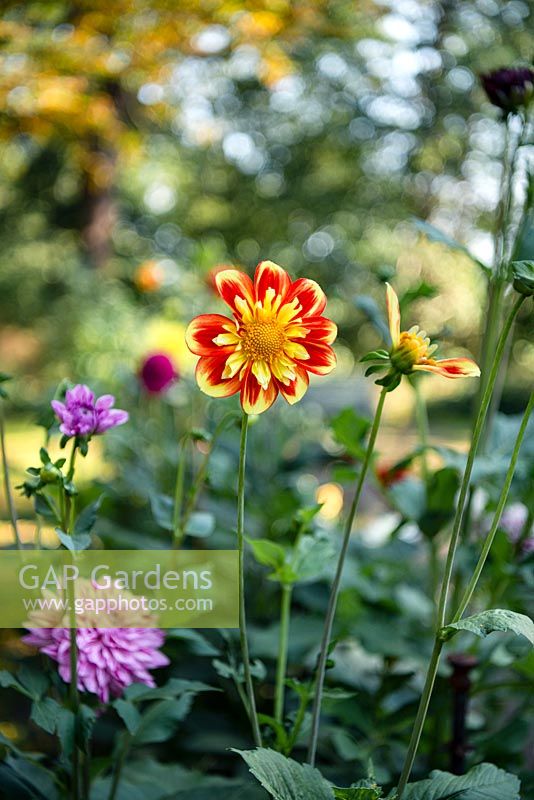 Dahlia 'Pooh - Swan Island'