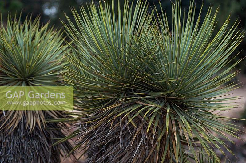 Yucca Thompsoniana - Thompson's yucca 