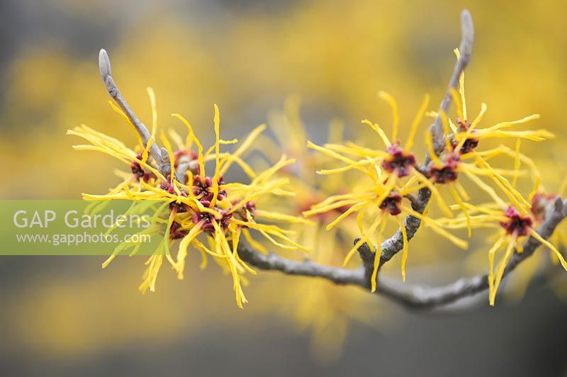 Hamamelis Mollis 'Brevipetala' flowering in early March.