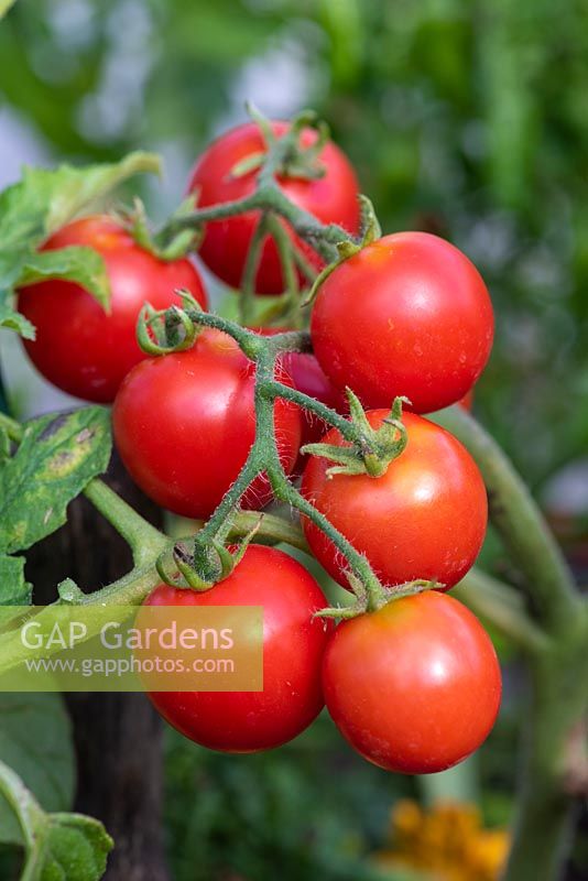 Solanum lycopersicum L - Tomato 'Maskotka', a dwarf bush tomato that thrives in containers.