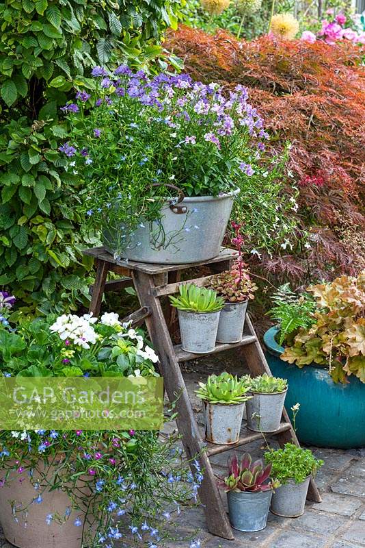 Sitting on old wooden step ladder, an aluminium preserving pan planted with Nemesia 'Mirabelle', with pots of succulents displayed below.  