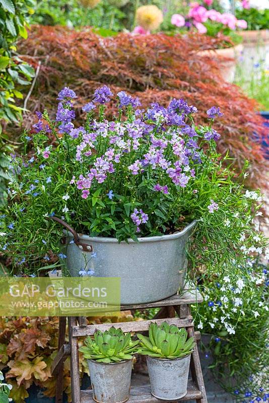 Sitting on old wooden step ladder, an aluminium preserving pan planted with Nemesia 'Mirabelle', with pots of succulents displayed below.
