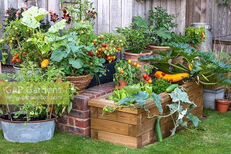 A timber raised bed planted with mixed vegetables, including lettuce, trailing Cucumber 'Bush Champion', Courgette 'Gold Rush' and dwarf Tomato 'Maskotka'. 