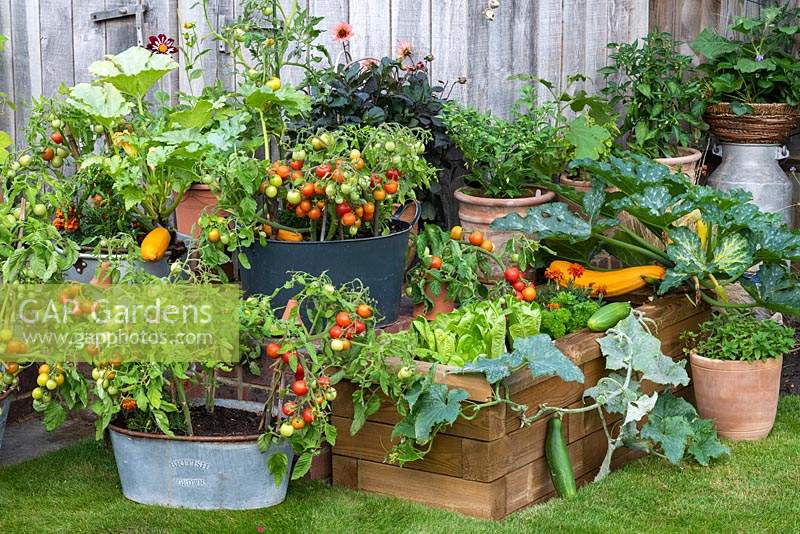 A timber raised bed planted with mixed vegetables, including lettuce, trailing Cucumber 'Bush Champion', Courgette 'Gold Rush' and dwarf Tomato 'Maskotka'. Metal tubs planted with cherry tomatoes, courgettes, chilli peppers and dahlias. Basket of strawberries and aubergine.