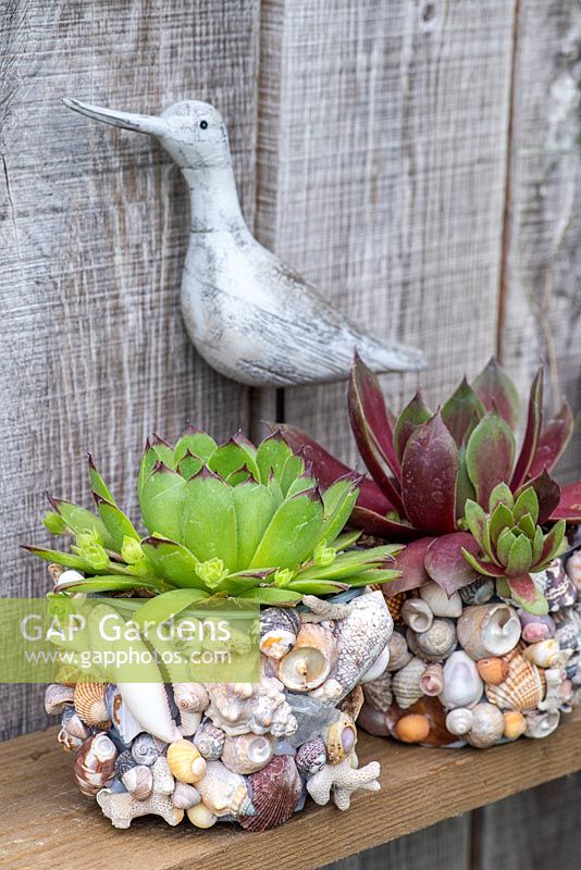 Echeveria agavoides in DIY shell covered plastic plant pots