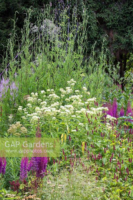 Perennial planting with Astilbe chinensis var taquetii 'Purpurlanze', Bistorta amplexicaulis 'Lisan' and Thalictrum aquilegifolium