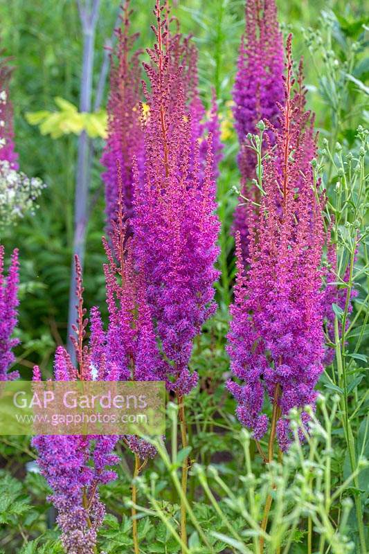 Astilbe chinensis var taquetii 'Purpurlanze'