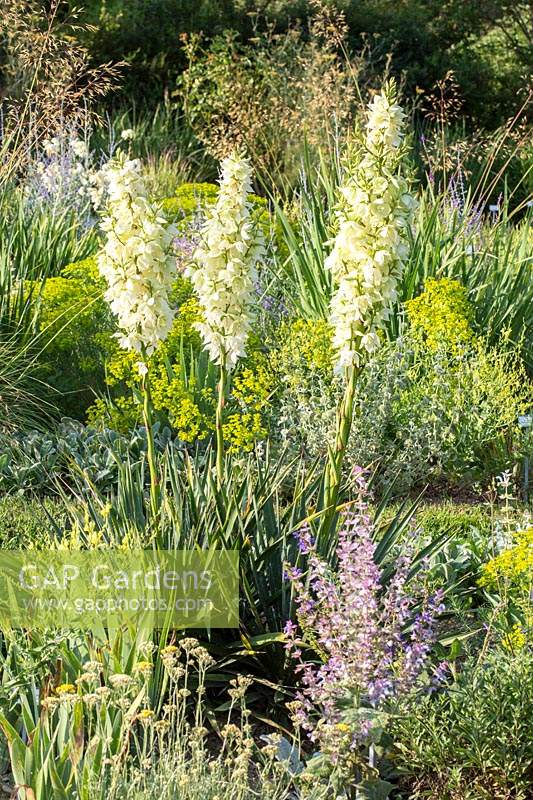 Mixed planting with flowering Yucca flaccida and other perennials at Weihenstephan Trial Gardens, Munich, Germany.
