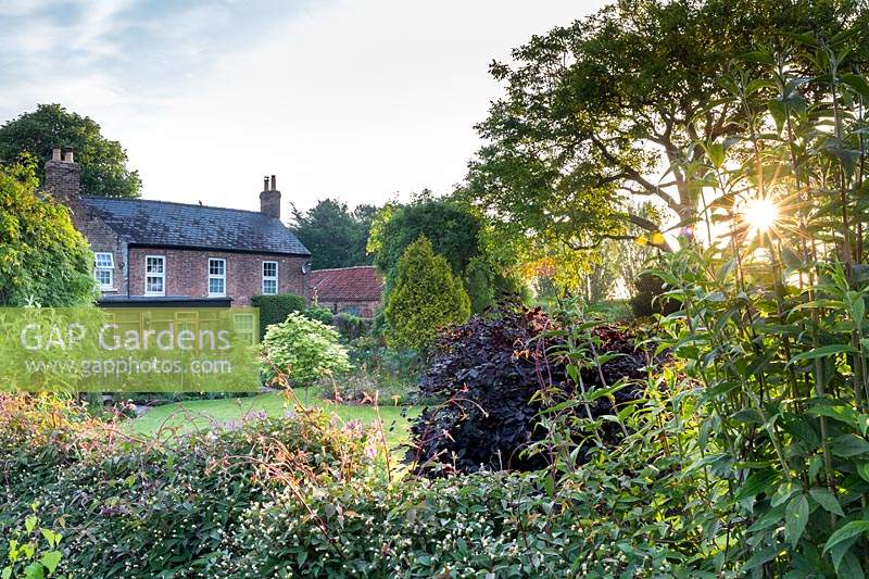 View of Bank House at sunrise from the roadside, with Clematis montana scrambling over the fence.