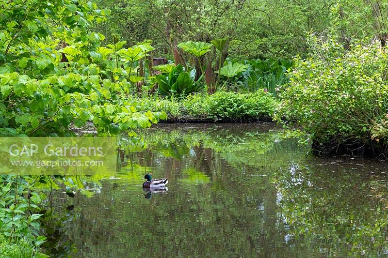 A mallard duck swims on one of the dykes, with a stand of Gunnera manicata  and skunk cabbage, Lysichiton americanum,  reflected in the water behind it.