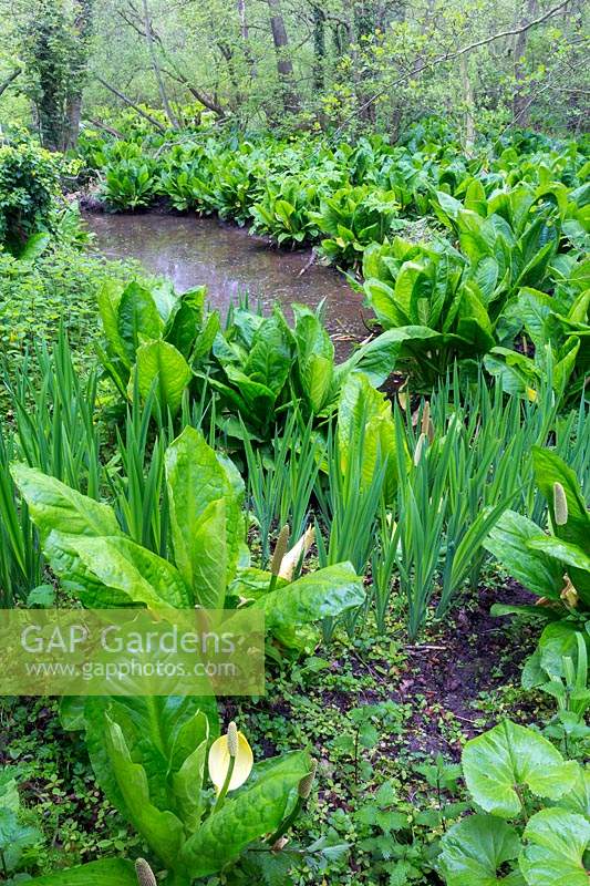 View through a stand of skunk cabbage, Lysichiton americanum, growing in the marshy edge of the end of a dyke.
