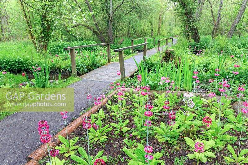 Pathway across the dykes with candelabra primulas 
