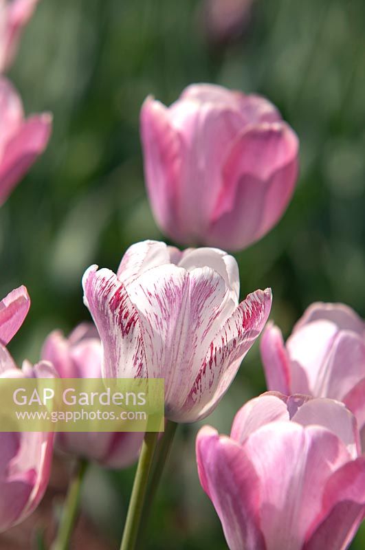 Tulipa 'Mata Hari' 