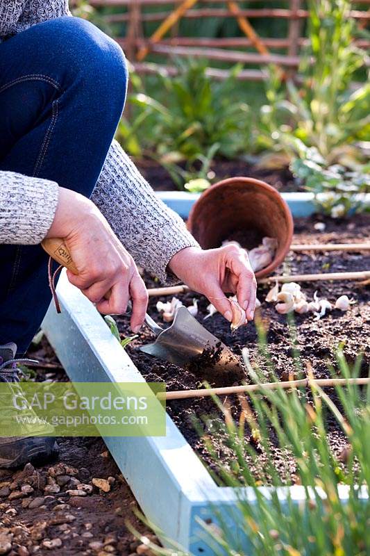 Woman planting garlic cloves.