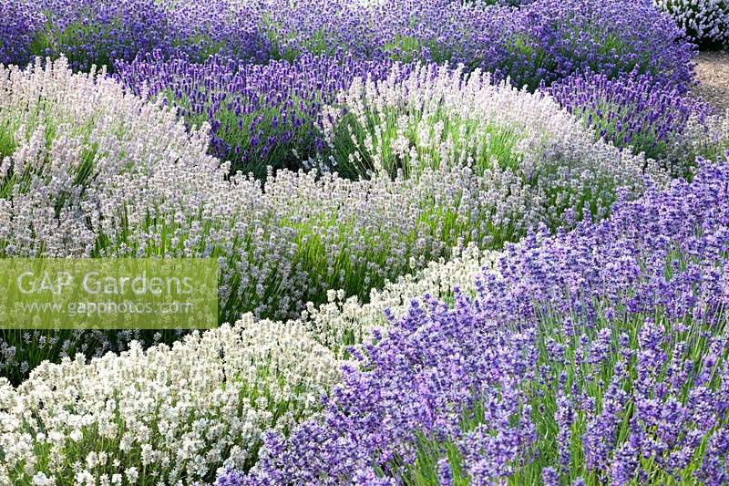 Mixed Lavender including 'Folgate', 'Purity', 'Ashdown Forest', 'Hidcote Pink', and 'Hidcote' Downderry Lavender Farm, Kent