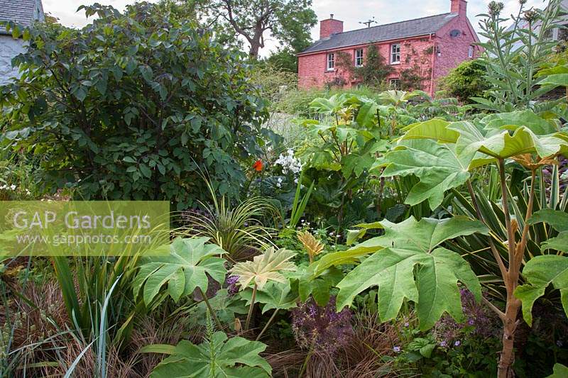 Dramatic summer planting with Tetrapanax, mixed shrubs and grasses - Dyffryn Fernant, Wales