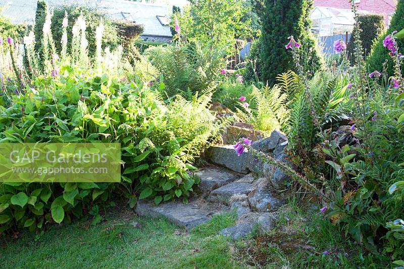 Stone steps in shaded cottage garden - Dyffryn Fernant, Wales