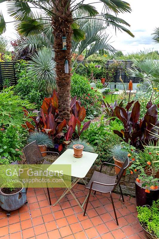 A tropical garden in London. Trachycarpus wagnerianus palm with Canna 'Durban' around base. Situated next to a tiled patio seating area with small table.