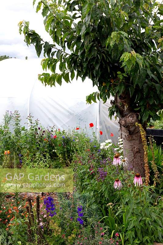 Allotment with beds of cut flowers