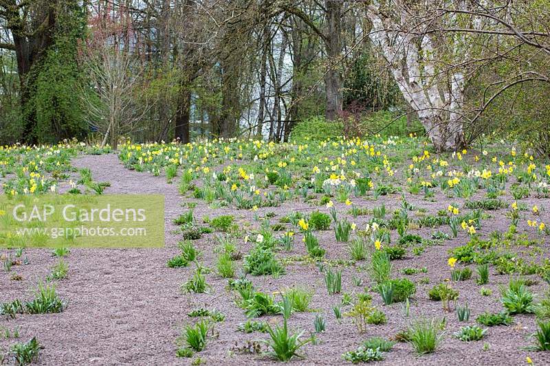 Path through a perennial meadow, Narcissus - Daffodil - and perennials emerge from the mulch