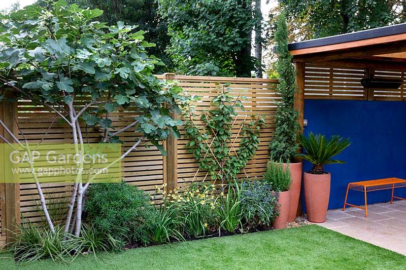 Artificial lawn and contemoporary wood trellis fence. Border includes Fig, Fan tree on fence Cherry Sunburst, Carex Ice Dance