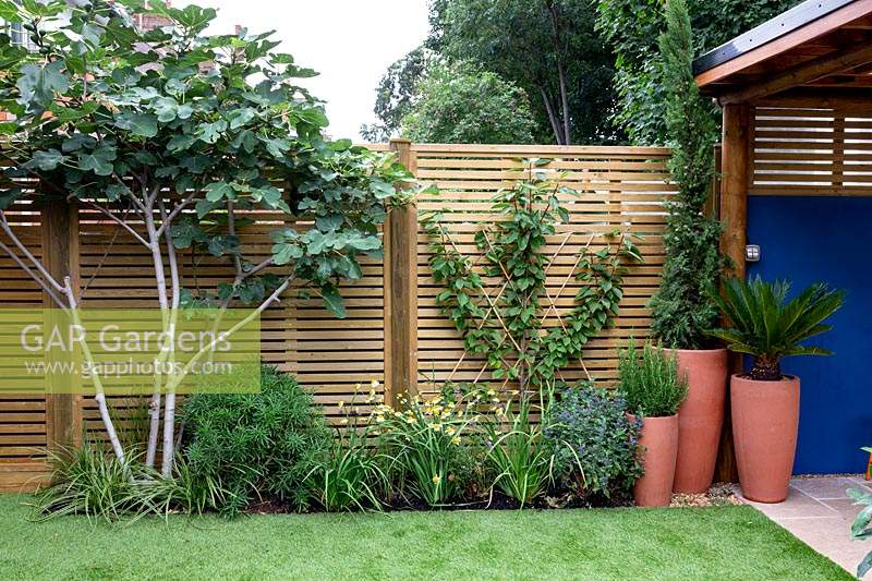 Contemporary wood fence. Recently-planted bed in front includes Ficus - Fig, Fan-trained Prunus avium 'Sunburst' - Cherry - plus mixed perennials