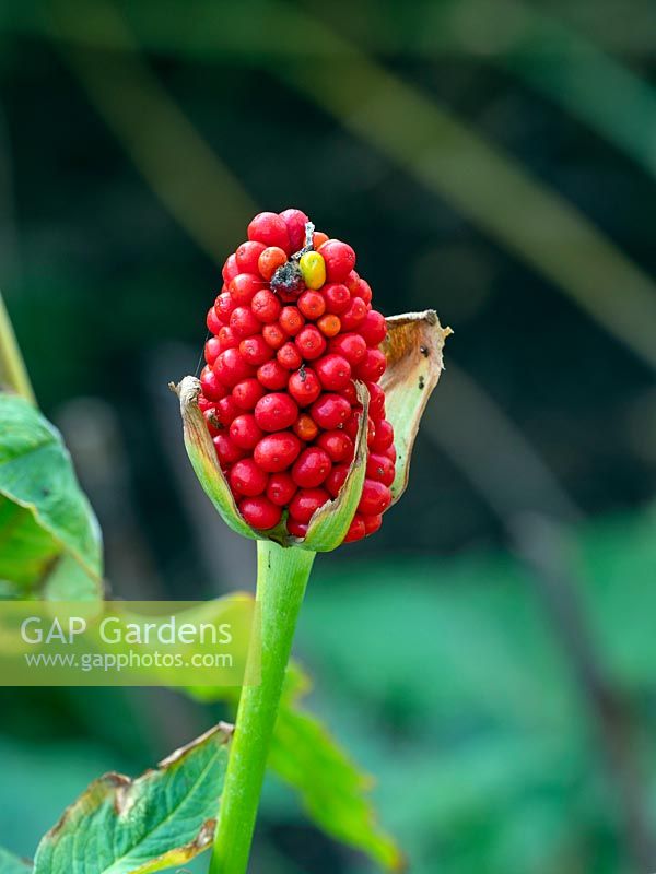 Arisaema tortuosum - Whipcord Cobra Lily  - berries 