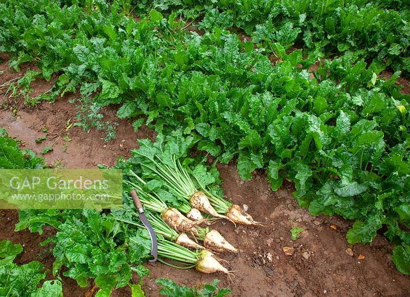 Beta vulgaris subsp - Sugar Beet - hand harvested crop laying on ground by rows of plants