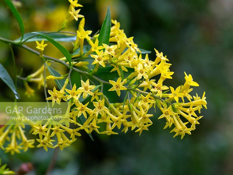 Cestrum parqui - Willow-leaved Jessamine
