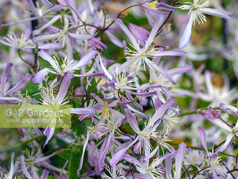 Clematis 'Edward Pritchard' 