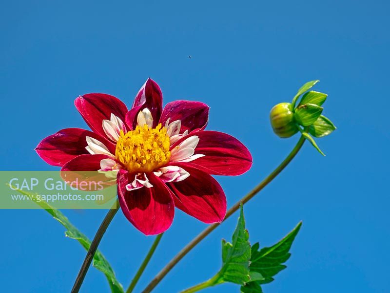 Dahlia 'Nathalie' flower against a blue sky 