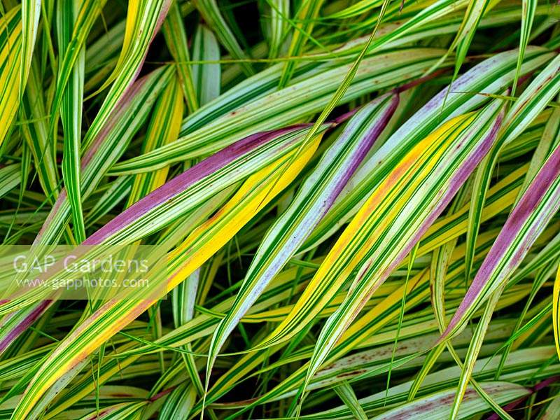 Hakonechloa macra 'Aureola' - Golden hakonechloain 