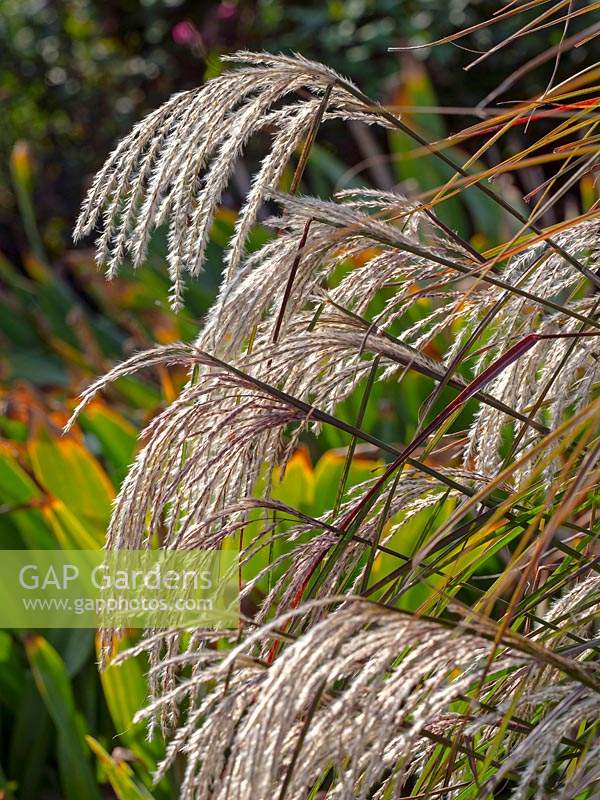  Miscanthus sinensis 'Kaskade' , September