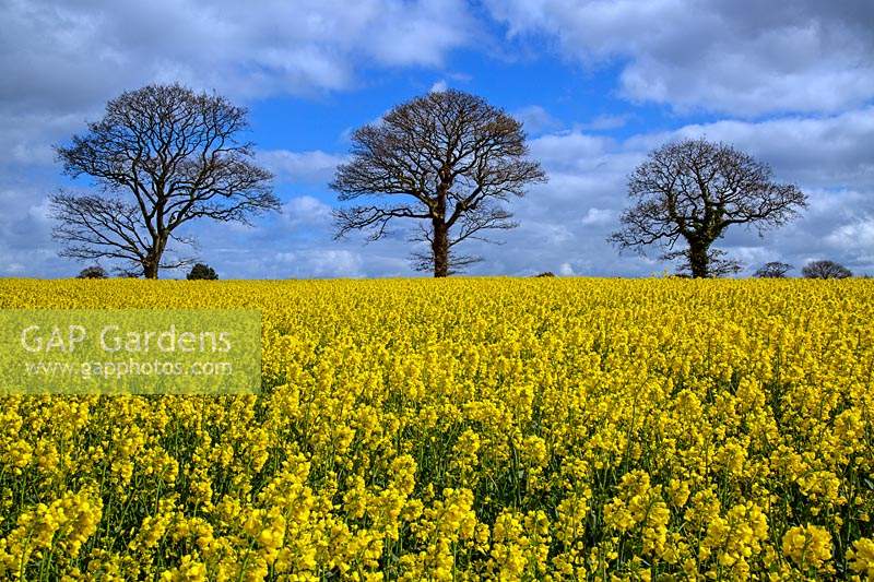 Field of Brassica napus - Oilseed Rape bordered by Oak trees at Gimingham in Norfolk