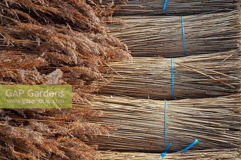 Phragmites australis - Norfolk Reed - harvested bundles 