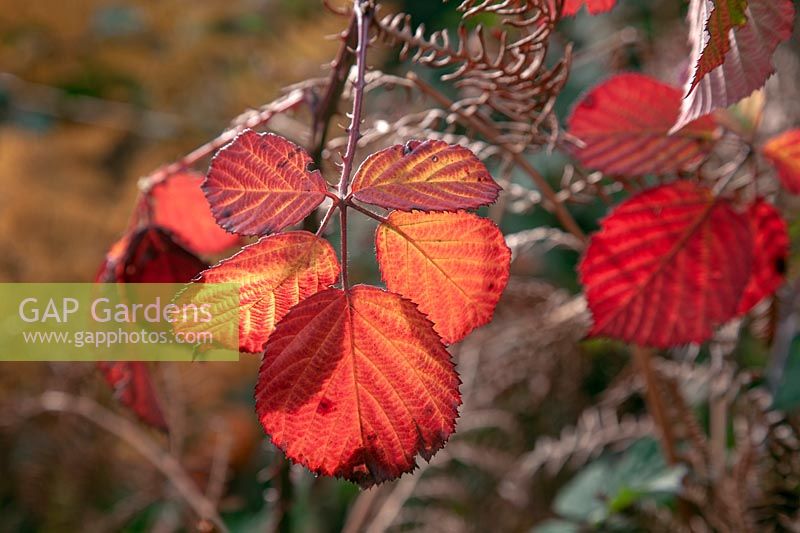 Rubus fruticosus - Close up of leaves