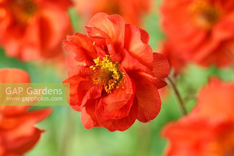 Geum 'Flames of Passion'  